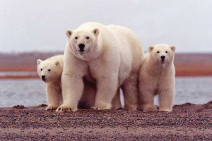 Каква е продължителността на живота на бяла мечка в природата и пленността?